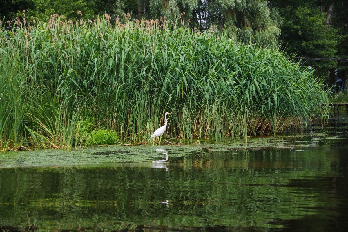 Природа, острів - Фото 42